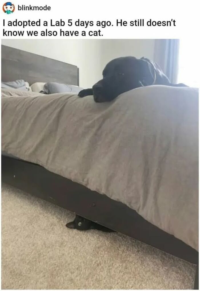 These Cats Are Total Jerks... And We Love Them for It!