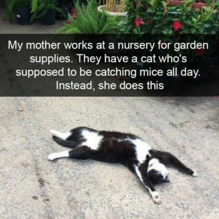 These Cats Are Total Jerks... And We Love Them for It!