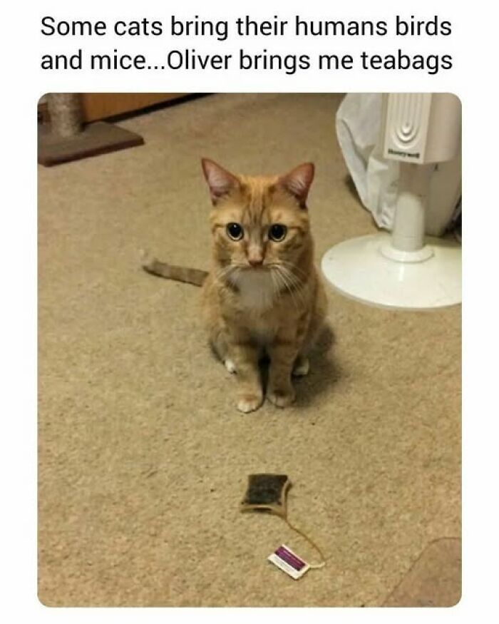 These Cats Are Total Jerks... And We Love Them for It!