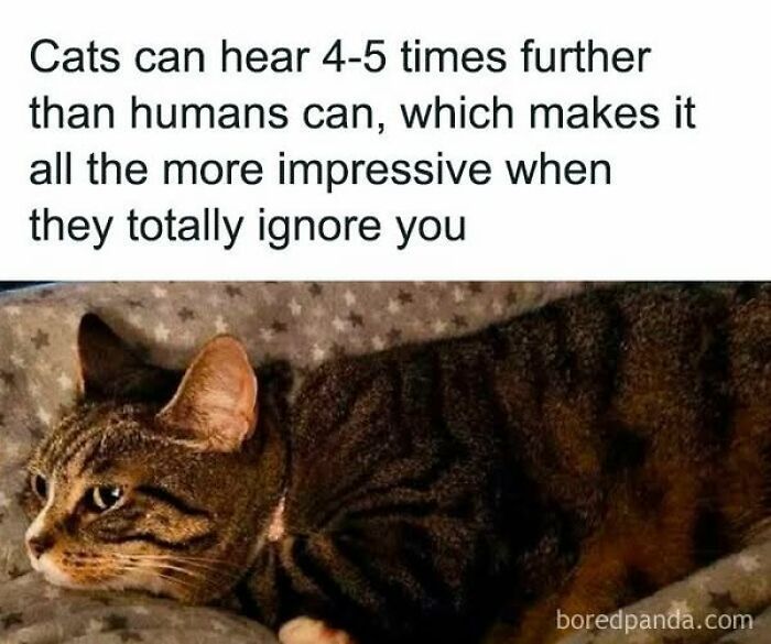 These Cats Are Total Jerks... And We Love Them for It!