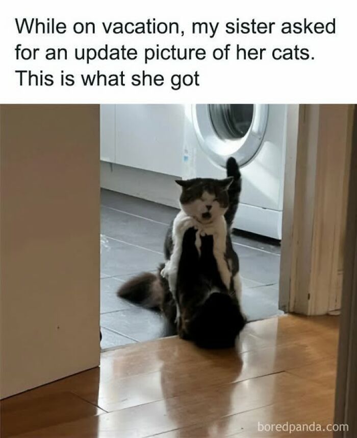 These Cats Are Total Jerks... And We Love Them for It!