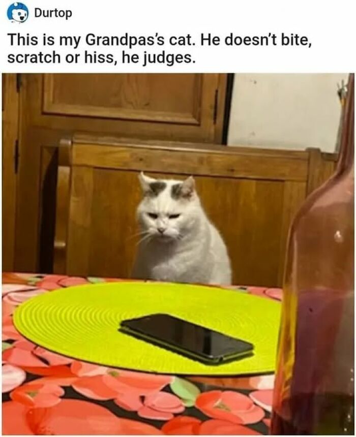 These Cats Are Total Jerks... And We Love Them for It!