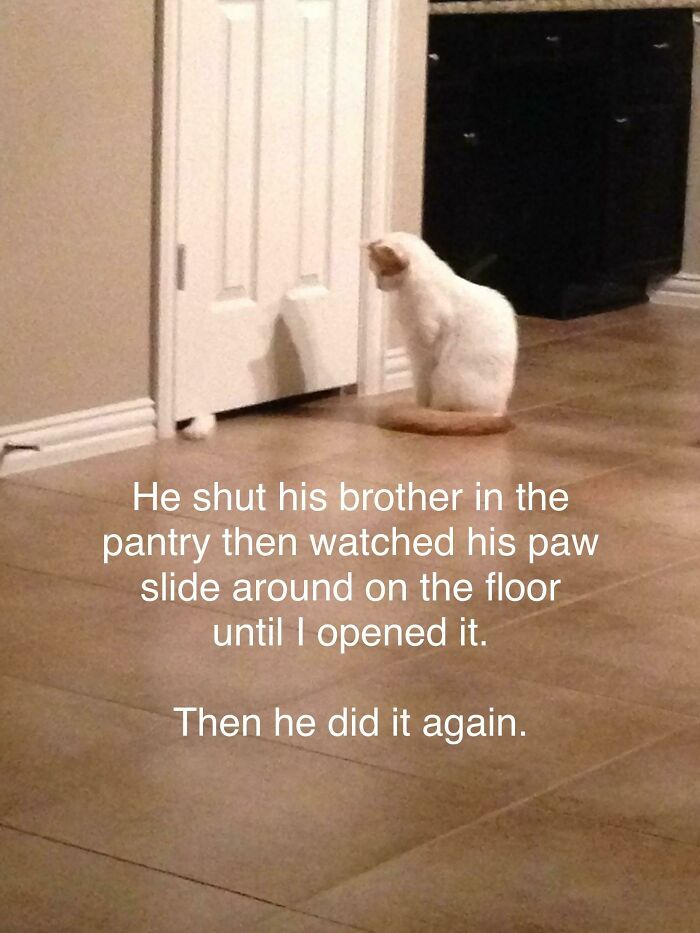 These Cats Are Total Jerks... And We Love Them for It!