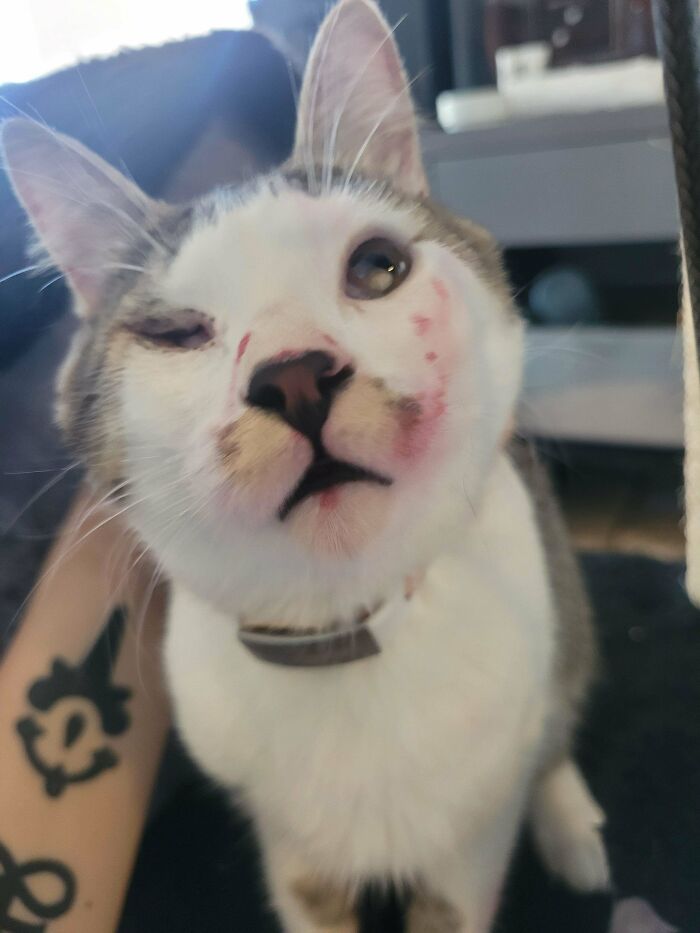 These Cats Are Total Jerks... And We Love Them for It!