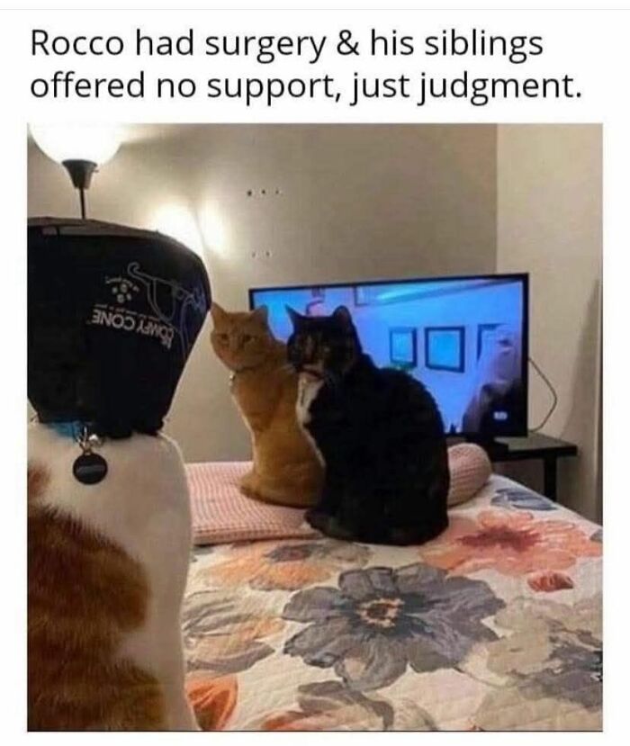 These Cats Are Total Jerks... And We Love Them for It!