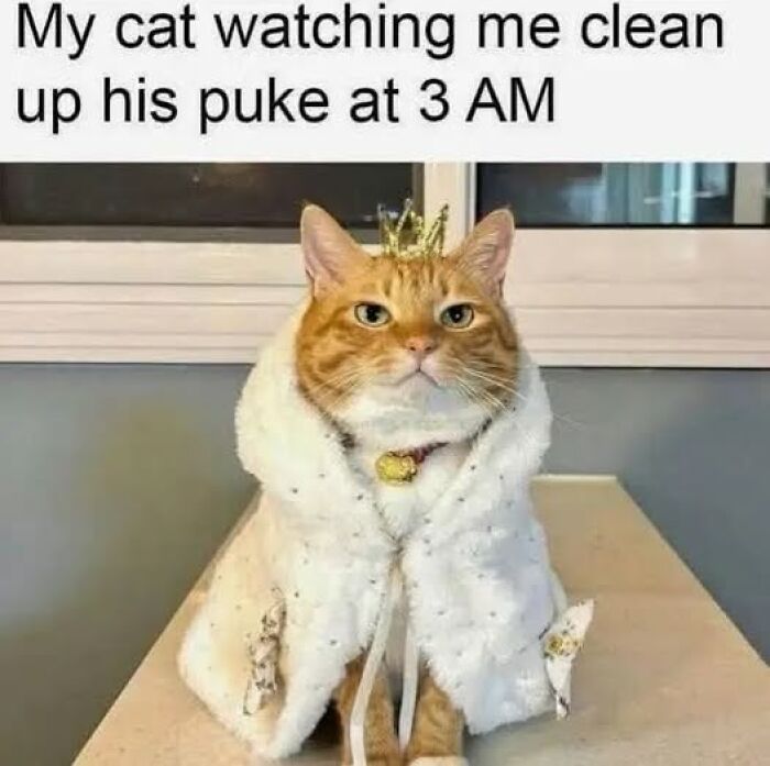 These Cats Are Total Jerks... And We Love Them for It!