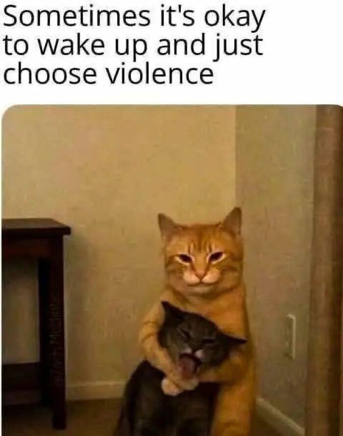 These Cats Are Total Jerks... And We Love Them for It!