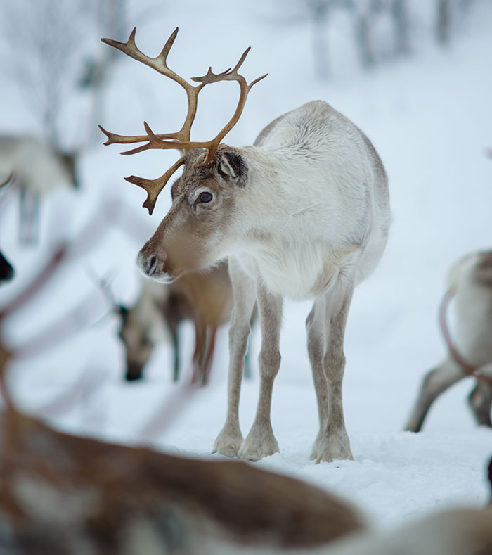 Finland — Reindeer Meat Isn’t Everyday Grub
