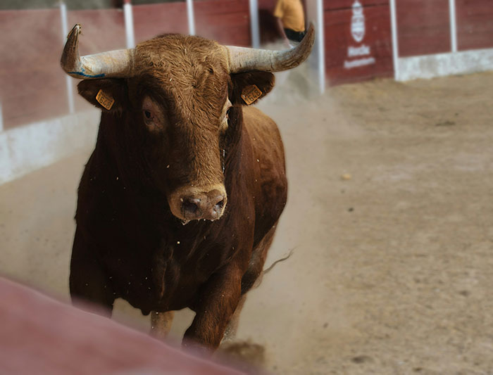 Spain — Bullfighting Is NOT Everywhere Anymore