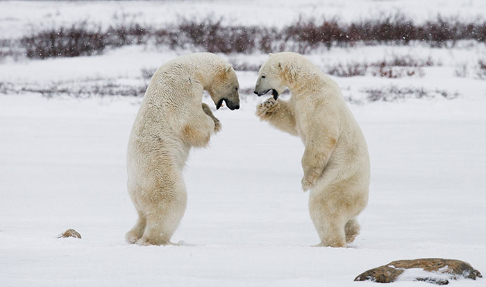 Norway — Polar Bears? Only on Svalbard, And Still Safe