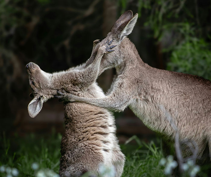 Australia — Kangaroos and Koalas Are Not Your Roomies