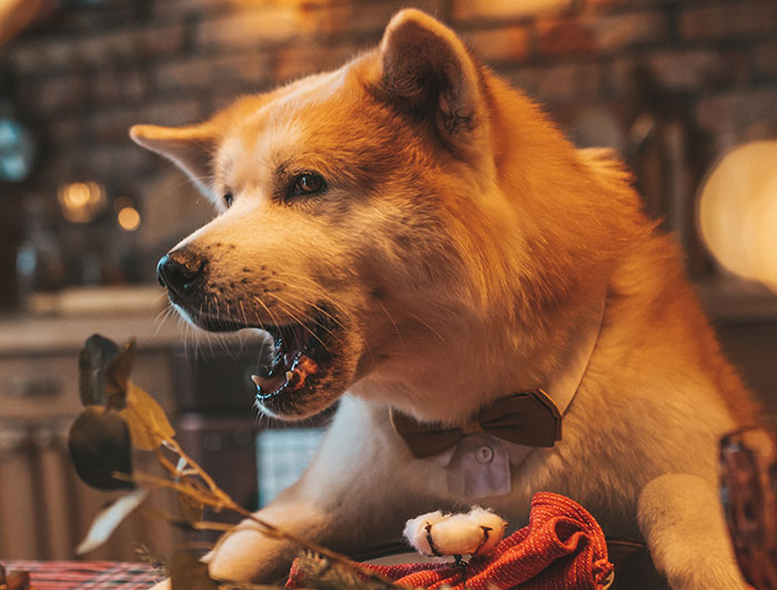 China — Eating Dog Isn’t a Nationwide Thing