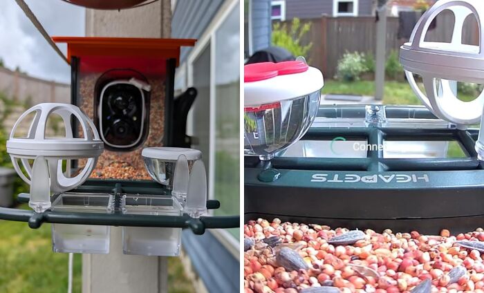 They’ll Be The Star Of Their Own Backyard Nature Show With A Bird Feeder Camera