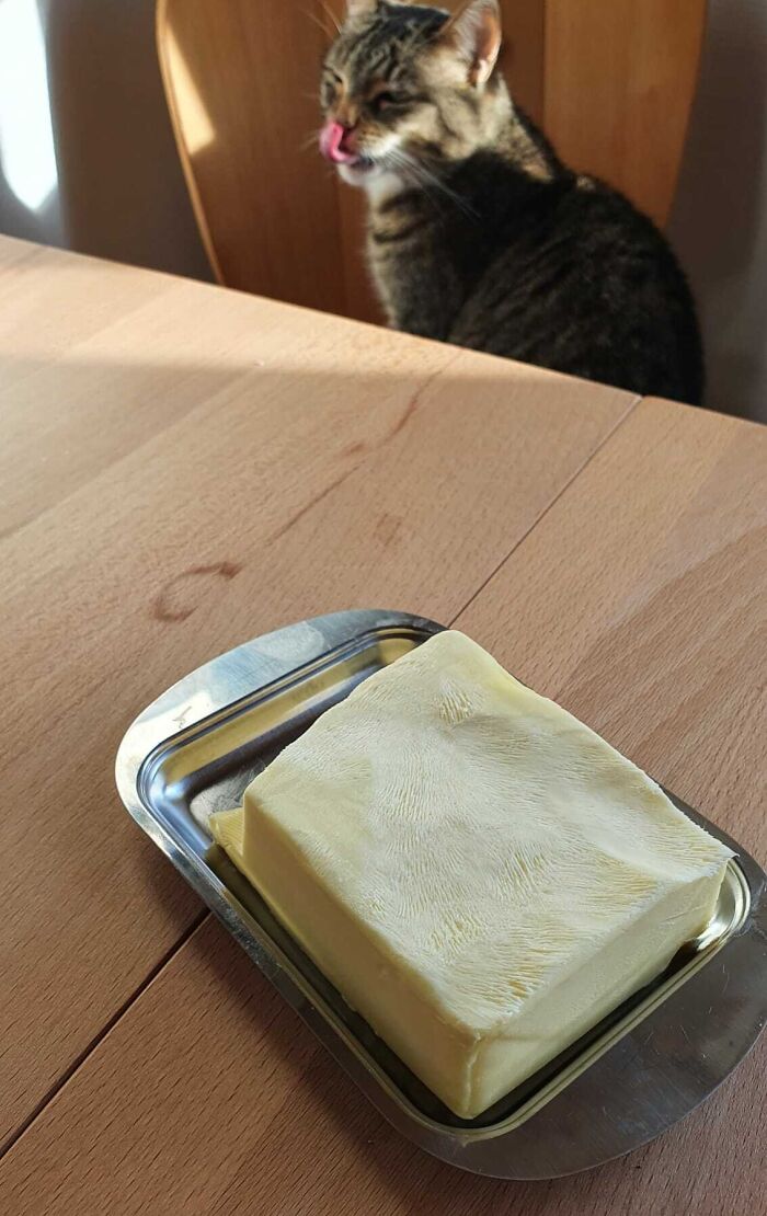 Butter Mystery Solved: It Was My Cat the Whole Time!