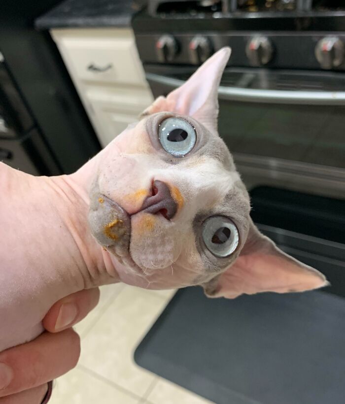 The 'I Did The Crime' Look of a Food Bandit