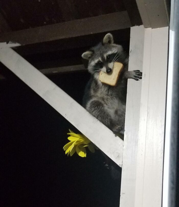 Thought The Birds Were Eating My Bread, But Then This Happened