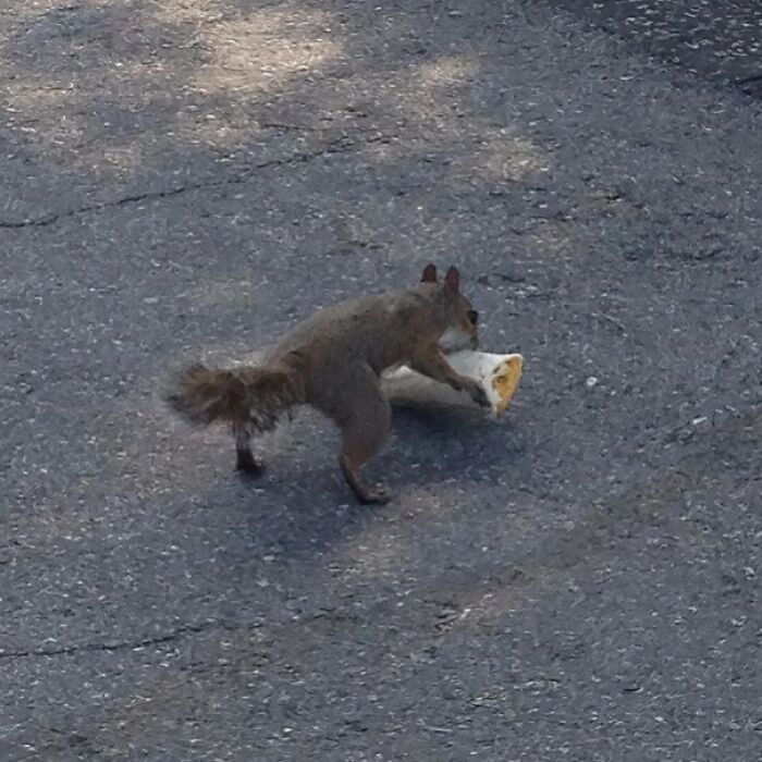 Squirrel Stole My Burrito—And Yep, I'm Totally Fine With It
