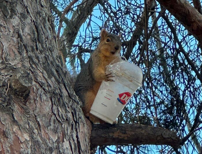 How on Earth Did He Get Up There with The Snack?