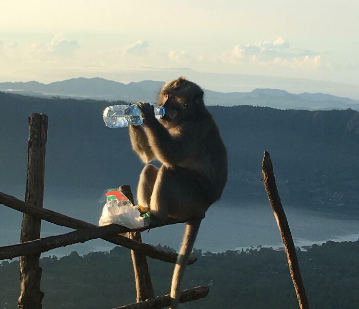 Hiked a Mountain, Lost My Water to a Monkey Bandit!