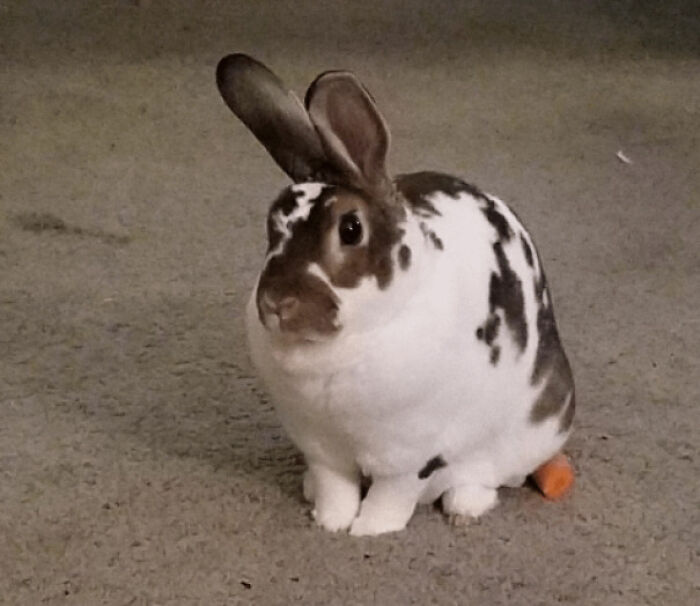 Little Carrot Thief: Sat on It to Hide It… Spoiler, Didn’t Work