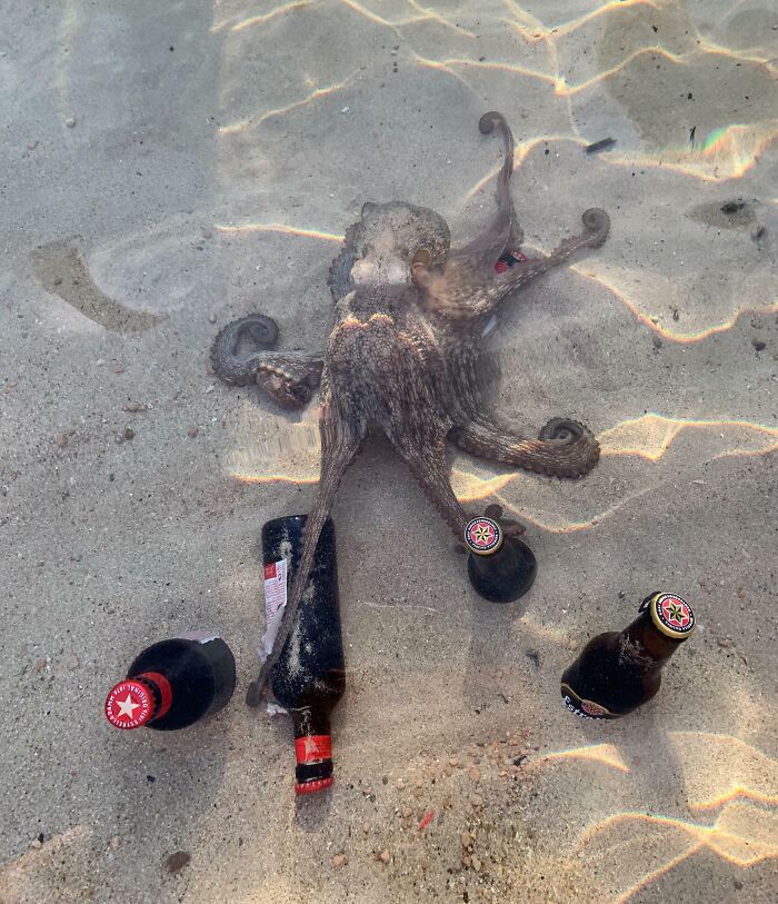 Tried Chilling My Beer in the Sea, But This Octopus Had Other Plans