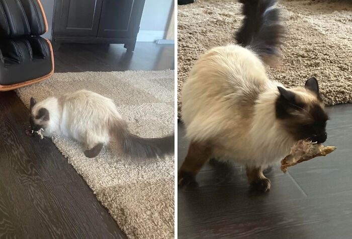 Not My Cat, But Definitely Sneaky with Our KFC Chicken
