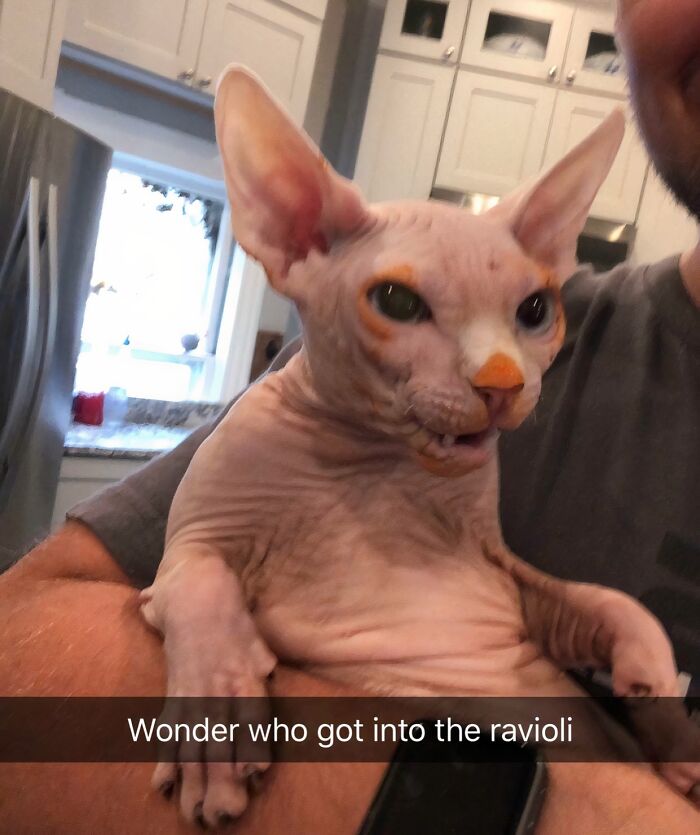 Who Really Ate The Ravioli? Let’s Play Detective