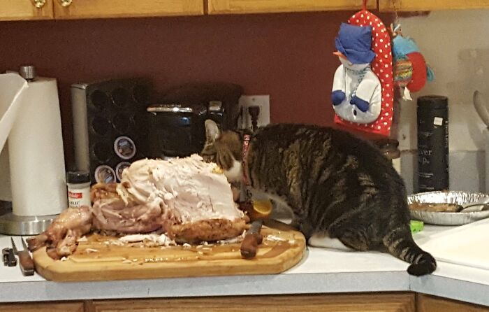 Cat Decides To Steal Turkey Right In The Middle of Present Opening