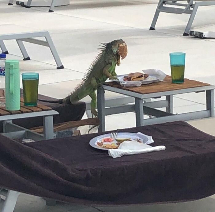 From Intimidation to Burger Theft: The Bold Iguana’s Story