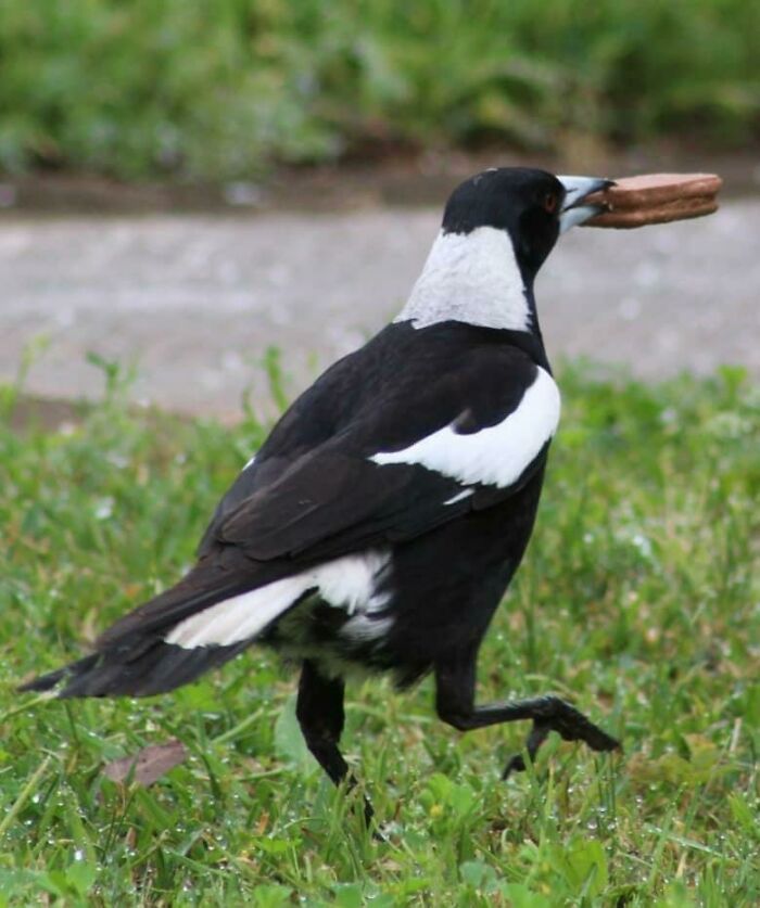 Thieving Magpie Caught in the Act—Shiny Snacks Beware