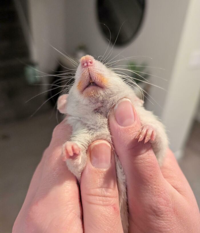 Clover Denies Pizza Theft—But the Evidence Is Too Cute to Ignore