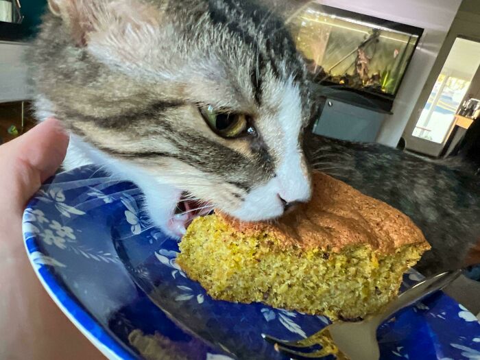 My Cat’s Weird Human Food Faves: Cake? Popcorn? Yep, Really!