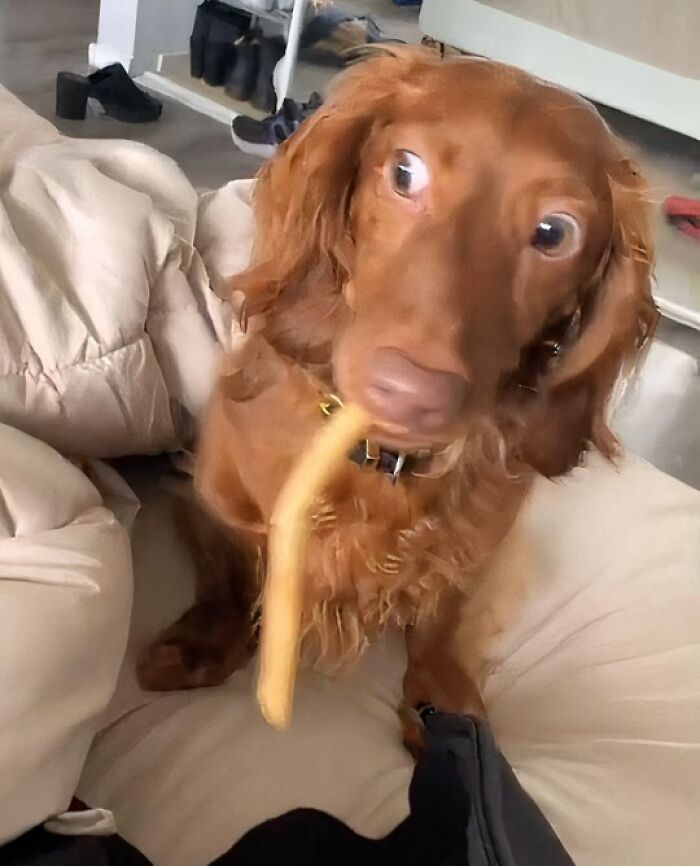 Dog Stole My French Fries and Regrets Nothing