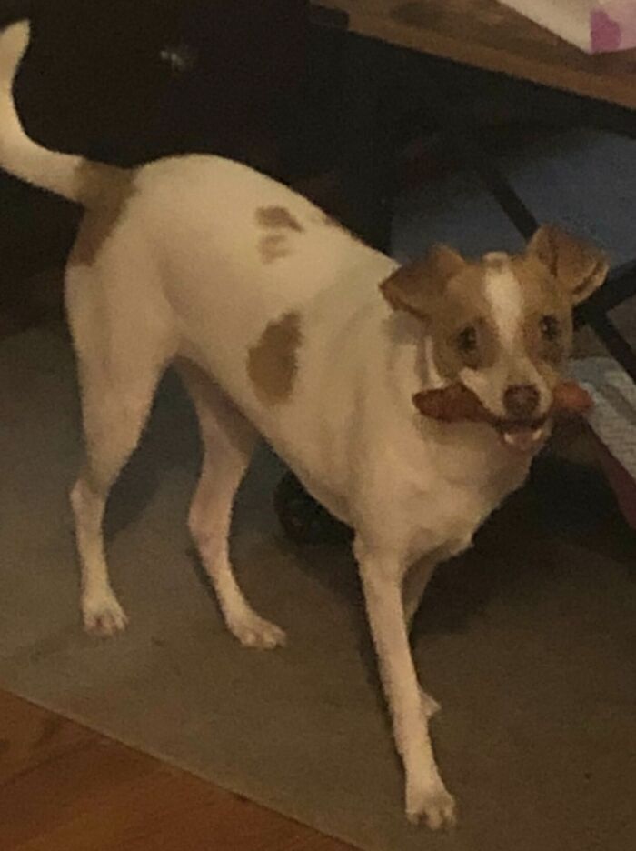 Went to the Bathroom, Came Back, and a Chicken Tender Was Missing!