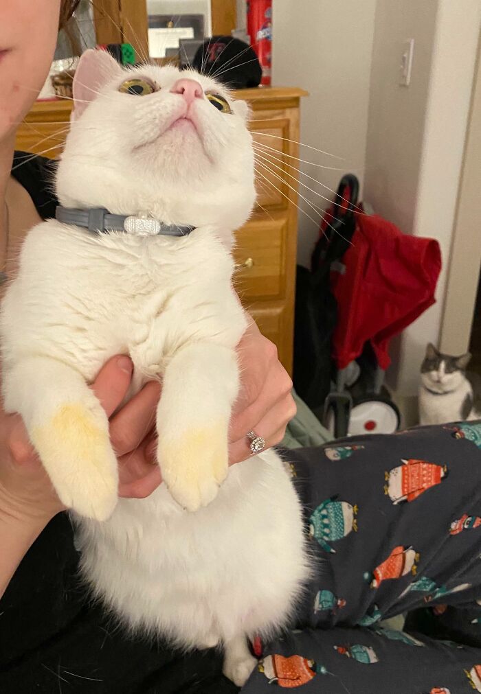 Spaghetti Sauce Bandit Caught with Orange Paws! Bonus Chonk Alert