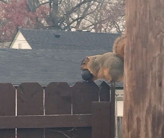 Chonky Squirrel Just Stole an Avocado from My Trash—Impressive!