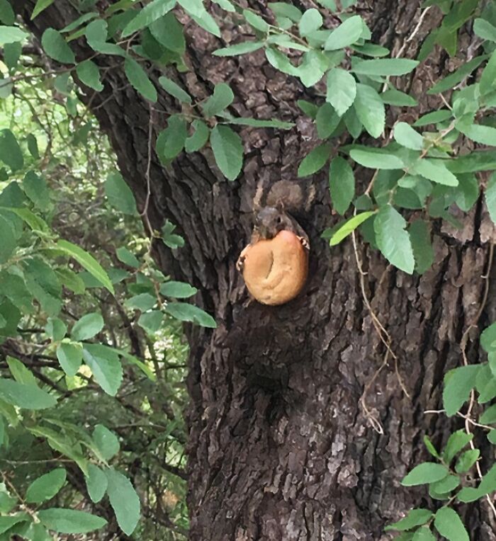 This Squirrel Swiped My Friend’s Donut and Didn’t Look Back