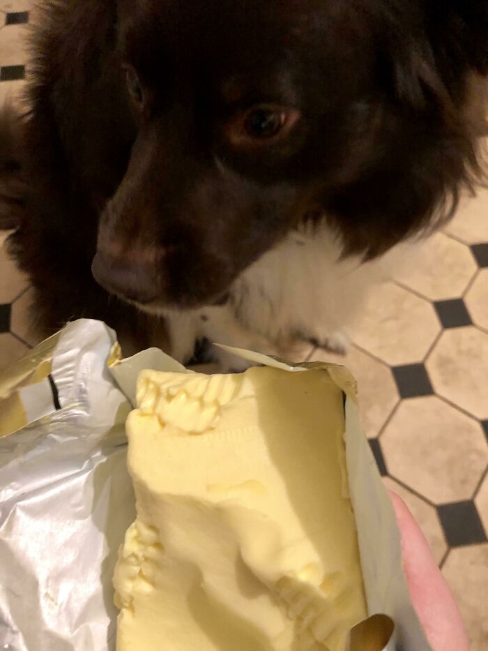 Arthur Can’t Resist Butter—Especially The Day Before Big Baking