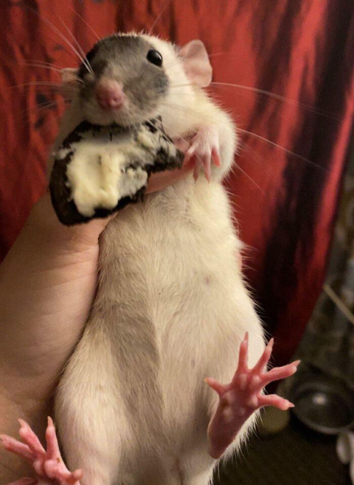 She Stole A Cookie and Didn’t Even Pretend to Be Sorry