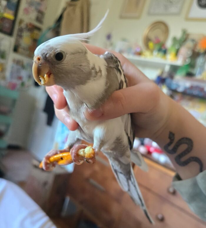 Tiny Thief Leaps Into Salad, Steals Snack, Then Acts Like Feet Don’t Exist