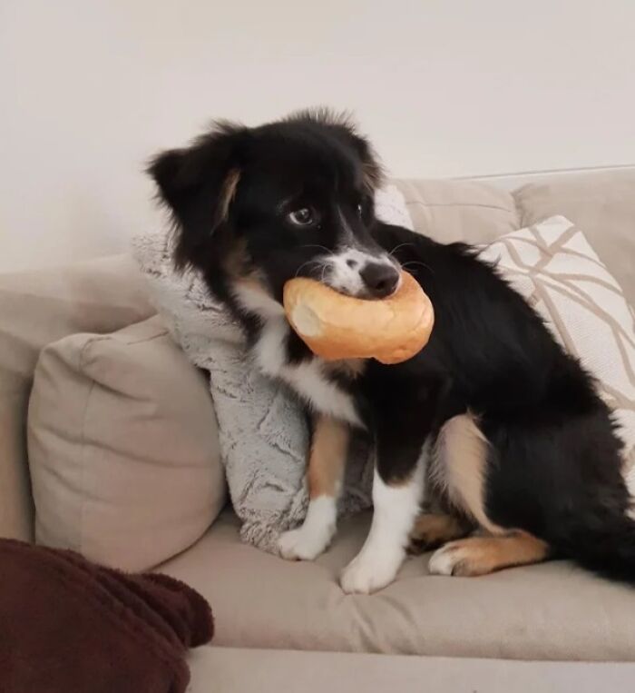 Rare Pic of the Infamous Bread Thief—Caught at Last