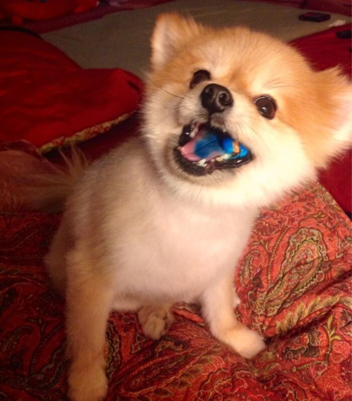 Face of a Thief Gobbling Up The Evidence—Too Cute to Be Mad