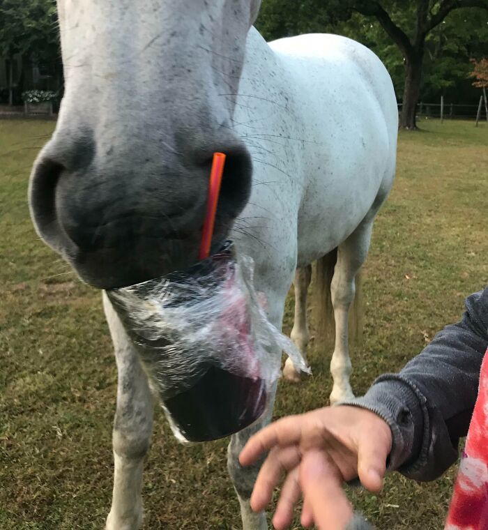 He Stole My Iced Coffee—And Looked So Proud Doing It