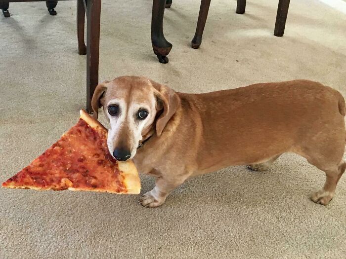 Caught In The Act! Cutest Pizza Thief You've Ever Seen