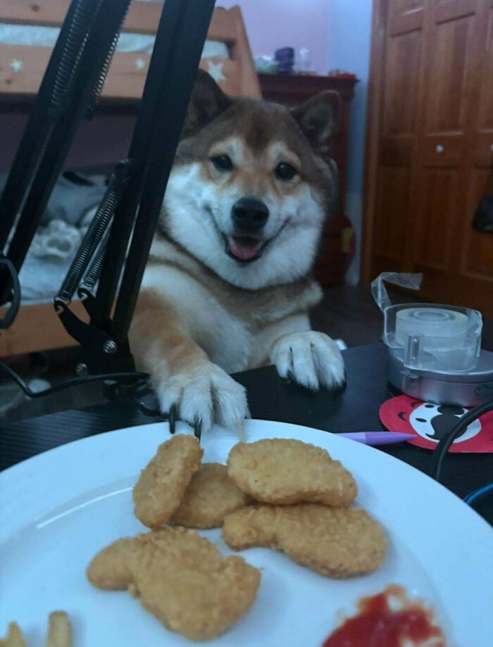 Charge: Attempted Food Stealing. Suspect Doggo—Guilty or Innocent?