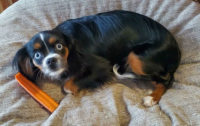 Trudy Stole A Carrot and Looks Proud About It