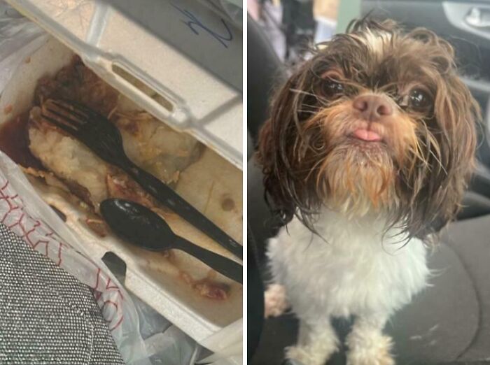 Left My Dog in the Car for Two Minutes—Welcome to the Food Massacre
