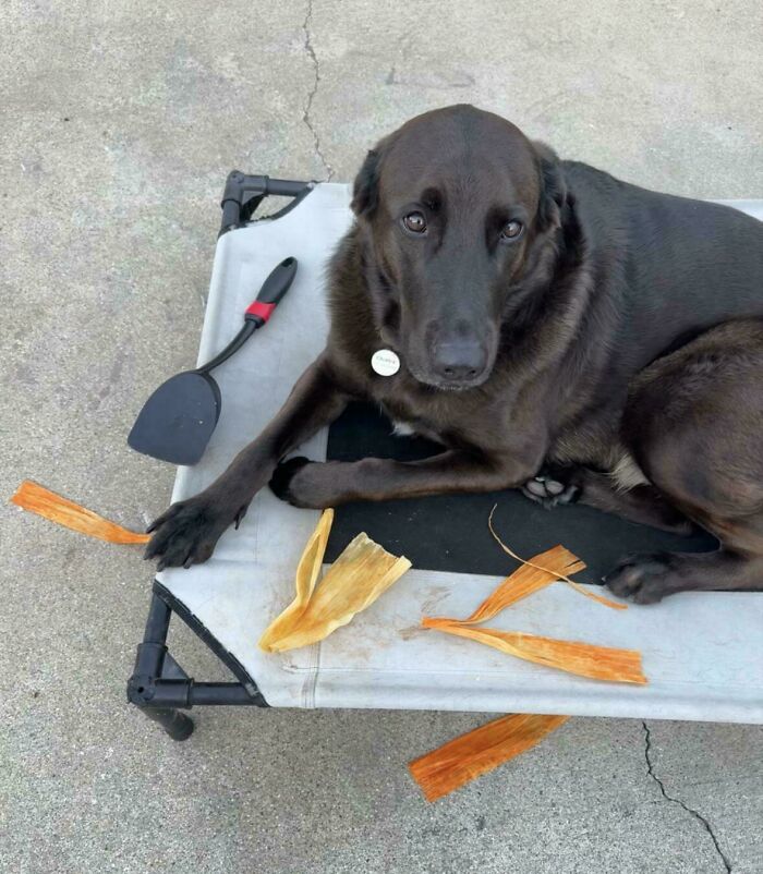 Should I Be Worried My Dog Ate Tamales and Ran Off with a Spatula?
