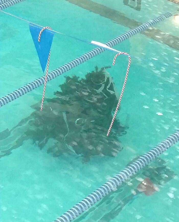 YMCA’s Underwater Christmas Tree Is a Total Splash
