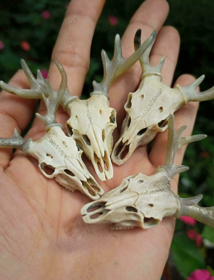 Carved a Deer Skull from Antlers—It’s Wild!